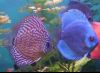 blue-diskus.thumb.jpg.b8be1cd821d4bcadc3