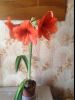 image.thumb.jpeg.85f76ac49de938588006859