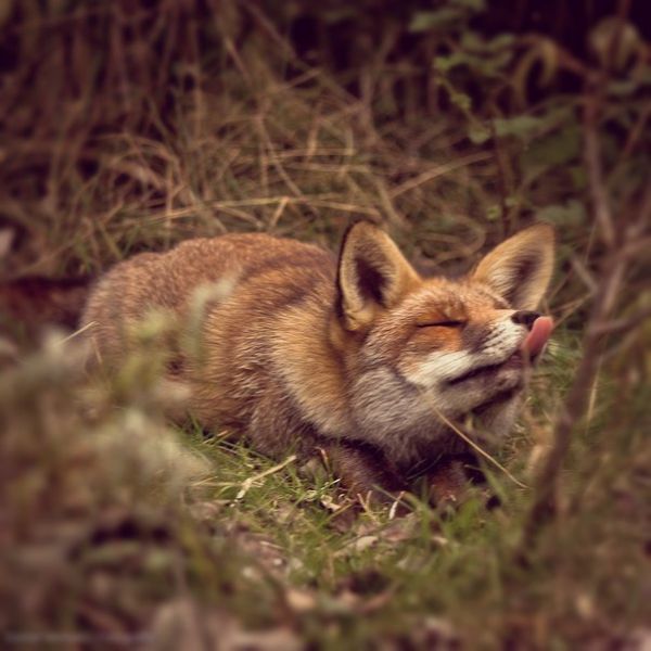 Аватар liFox