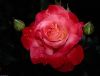 0934637ee40dd7b49cb2b5ad6479869e.thumb.j