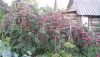 20150807_194244.thumb.jpg.3c173c020db92b