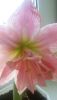 20160228_123253.thumb.jpg.f282c64cd337e7