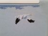 56b67b7e156d4_Dim-35001-ArcticAntics2-2.