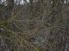 DSC01172.thumb.JPG.a1ab33362821d70a87b59