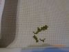 DSC02672.thumb.JPG.5c6f51cf199dd48cc03a1