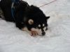DSC04017.thumb.JPG.67ef4cb5739ab3c87f97f