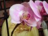DSCI0008.thumb.JPG.af15f5523e2da8a8bc964