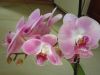 DSCI0013.thumb.JPG.bb7de701106448651fad3