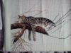 DSC_0534.thumb.jpg.bcb3fb12c8d847c25dbbf