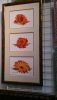 DSC_4436.thumb.jpg.9d552e9d8e7e5e59c25ae