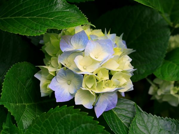 Аватар Kalispera