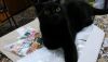 IMG_20160224_194127.thumb.jpg.11c23632b3