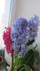 IMG_9821.thumb.JPG.ecbf973bd9b313a7871b0