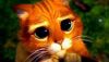 cat_Shreck.thumb.jpg.8985f5a1ae5275b703f