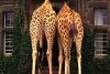giraffe_manor_main.thumb.jpg.25a770f8998