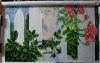 image.thumb.jpeg.46cf26f7cb4bc50776d32e9
