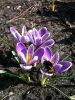 krokus.thumb.jpg.0f1a1fa093ab82cba45a31d