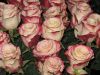017.thumb.JPG.bf0059d340a5a573a1f7d2073c