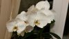 20160320_214854_Richtone(HDR).thumb.jpg.