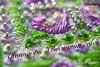 26726-0b.thumb.jpg.0e0d36d9ca5c732ae16e7