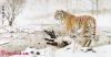 2801504.thumb.jpg.89f70a41ceca415a65c1bb