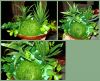 56d60228387d4_3.thumb.jpg.b76f47f9cc5a35