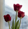 56db090eeb23f_.thumb.jpg.29512eaddc4345a