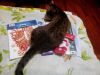 56f7fe1e43cbb_2016-03-2619-39-07.thumb.J