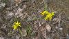 56f8d32f4be04_2.thumb.jpg.d4767e313fccf7