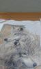 56fce9e82963d_5.thumb.jpg.55cb38d3baefc4
