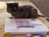 DSC00563.thumb.jpg.eced6b66b5401f1688ad8