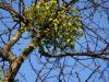 DSC01334.thumb.JPG.d8d185adab9973a6e2e15
