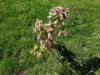 DSC01369.thumb.JPG.a68a1abeaa936e2467e17
