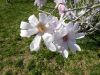 DSC01372.thumb.JPG.653d81440d5cddd6ad317