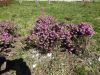 DSC01373.thumb.JPG.a464d33ae3ac90d2abfad