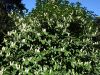 DSC01403.thumb.JPG.98509f5e7c4eed4603cc7