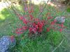DSC01405.thumb.JPG.758ab3d00caf51f31bef8