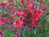 DSC01406.thumb.JPG.bf9ee4ca7f4df31585f58