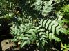DSC01414.thumb.JPG.0c32d559db48169bc17f0