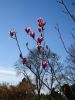 DSC01415.thumb.JPG.af8c98158e2e485aea4a6