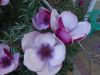 DSC01421.thumb.JPG.a7bb3079080acb81973cf