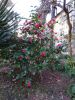 DSC01425.thumb.JPG.888c34cc432ce3ab1ee06