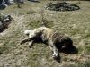 DSC04786.thumb.JPG.9dac4f4b80f0a1b21f015