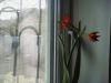 DSC04805.thumb.JPG.17e0fe0e36eb39b2b0d6a