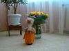 DSC06729.thumb.JPG.db5fadd43fb9fb82377b0