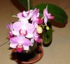 DSCN0011.thumb.JPG.13c26ebf6e5588db5f053