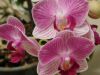 DSCN0020.thumb.JPG.a5c1f3c0d5a4d29550fb6