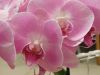 DSCN0033.thumb.JPG.733f7ad2c8eaa1d7797ca