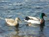 DSCN1451.thumb.JPG.627de01ac59a7830fe852