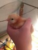 IMG-20160329-WA0009.thumb.jpg.fd018efffd